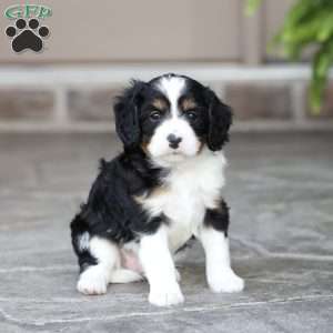 Laiken, Cavapoo Puppy